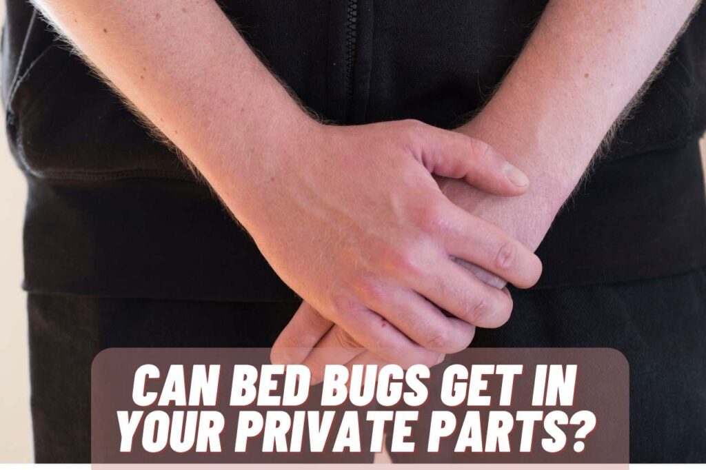 can-bed-bugs-get-in-your-private-parts-guide-vatnex